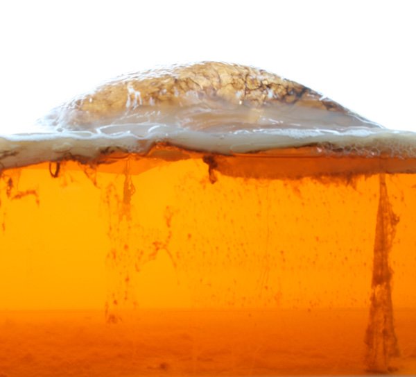 ©Biocouture-2014-BioMaterial