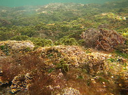 A variety of algae growing on the sea bed in shallow waters off the New South Wales coast
