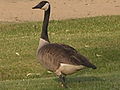 (15) Branta canadensis.jpg