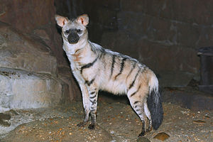 Aardwolf25.JPG