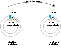 Vestibular PushPull.svg