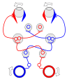 Vestibulo-ocular reflex blanco.svg