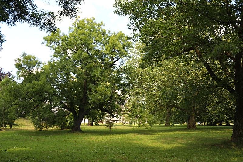 File:!-2014-osowa-sien-palac-fraxinus-excelsior-platanus-park.jpg