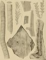 Die Versteinerungen des rheinischen Schichtensystems in Nassau. Mit einer kurzgefassten Geognosie dieses Gebietes und mit steter Berücksichtigung analoger Schichten anderer Lander (1850) (14597501350).jpg