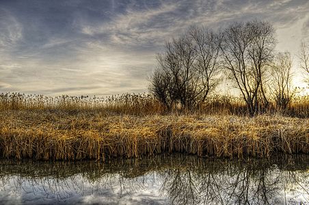 Reed near the Ohrid Lake in Struga, Macedonia