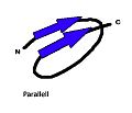 Parallell-beta-pleated-sheet.jpg