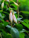 Fuchsia 'Aloys Hetterscheid' 02.jpg