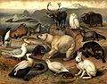 Arktisk fauna, Nordisk familjebok.jpg