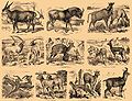 Brockhaus and Efron Encyclopedic Dictionary b2 844-1.jpg