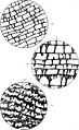 On the microscopic structure of Stromatoporidae (microform) - and on paleozoic fossils mineralized with silicates in illustration of Eozoon (1879) (20605616692).jpg