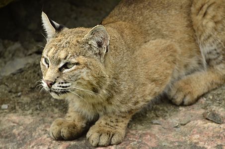 A bobcat (lynx rufus) at the Zoo Sauvage de Saint-Félicien