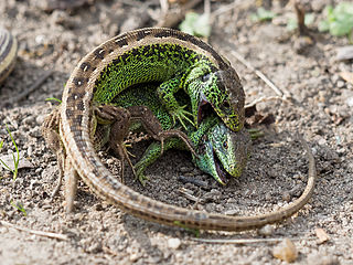Fighting Sand lizards (Lacerta agilis) 4295304.jpg