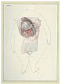 Dissection of a headless pig fetus (3)..JPG