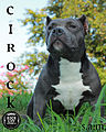 Cirock American Bully Female (7845584976).jpg