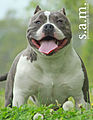 American Bully Male Jaxson (8656887978).jpg