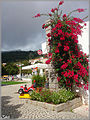 Bougainvillea, town square, Monchique.jpg
