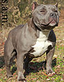 Cirock American Bully Female (8597745629).jpg