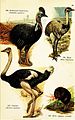 Birds of the world for young people (Pl. 28) (7971217644).jpg