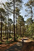 Cyclable Vélodyssée dans les Landes France.jpg