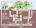 Ciclo dellAzoto.jpg