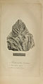 The animal kingdom (Plate) (6217557626).jpg