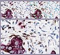 GemIdentComposite.jpg