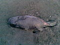 @ShUVo@176.jpg