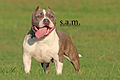 American Bully Stud Male (11527312723).jpg