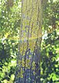 Mould on Tree.JPG