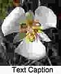 Sego lily cm-150.jpg
