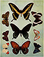 Birds Illustrated Butterflies 0403.jpg