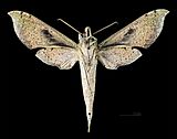 Xylophanes cosmius MHNT CUT 2010 0 58 Bolivia Male ventral.jpg