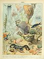 Adolphe Millot ocean B.jpg