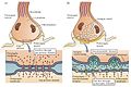 Chemical vs. electrical synapse.jpg