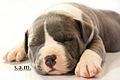 American Bully Puppy (11521313163).jpg