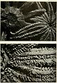 Bulletin - United States National Museum (1911) (14597347490).jpg