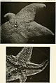 Bulletin - United States National Museum (1911) (14597395499).jpg