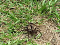 Aranha 01.JPG