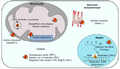 Fonctions localisations Fe-S proteins.png