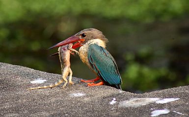 Stork-billed kingfisher with catch by Manoj Karingamadathil.jpg