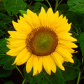 200px-Fleur-de-Tournesol.PNG
