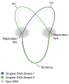 Circular DNA Replication.svg