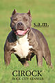 American Bully Female (11527194885).jpg