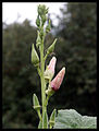 Thumbnail for version as of 14:15, 7 June 2006