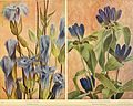 Birds and nature (1900) (14754973652).jpg