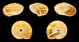 Theba gittenbergeri 02.JPG