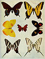 Birds Illustrated Butterflies 0402.jpg