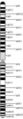 116px-Chromosome 1.jpeg