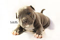 American Bully Puppy (11521300006).jpg