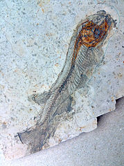 FishFossil.jpg